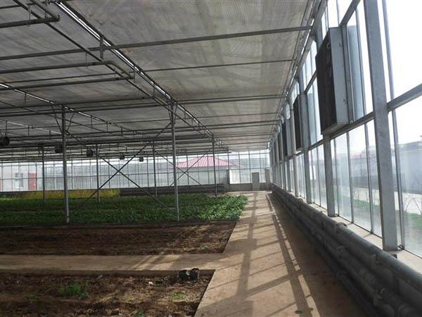 新型日光温室-新型日光温室-青州市金德鑫温室工程